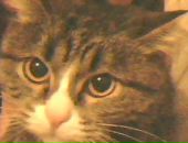 Фотография Adaeva Anastasia