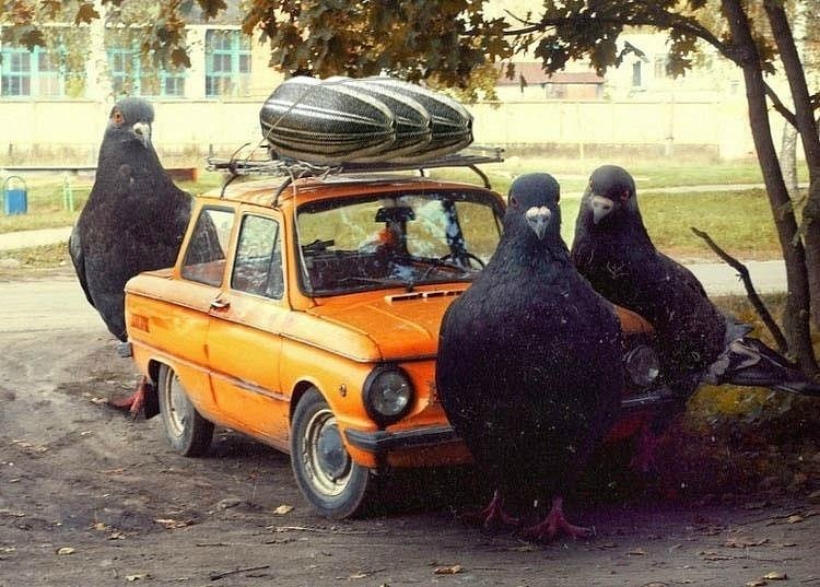 Serge Vse фотография #18