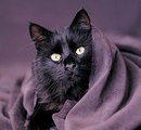 Діана Ставка фотография #38 (источник - https://vk.com/id166687039)
