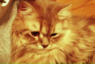 Фотография Атаевой Дарьи