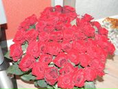 Фотография Арсеньевой Ольги