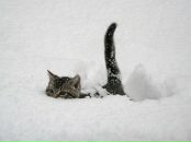 Фотография Нестеренко Елены