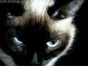 Фотография Алексеевой Юлии