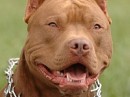Tayson Pitbul=jermani фотография #14 (источник - https://vk.com/id70604395)