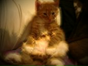 Фотография Ревякин Дмитрий