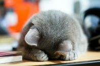 Фотография Tsvetkova Tati