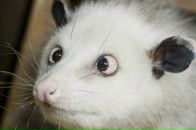 Фотография Шансковой-Чертковой Анны