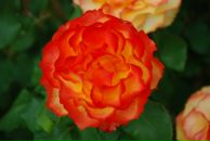 Фотография Мамедовой Антиги