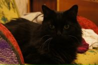 Фотография Карелова Алексея