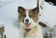 Фотография Запевалов Максим