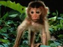 Ape Obstinate фотография #7 (источник - https://vk.com/id4298826)