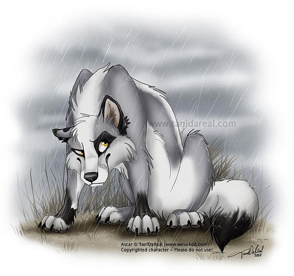 Cool Wolf фото №3