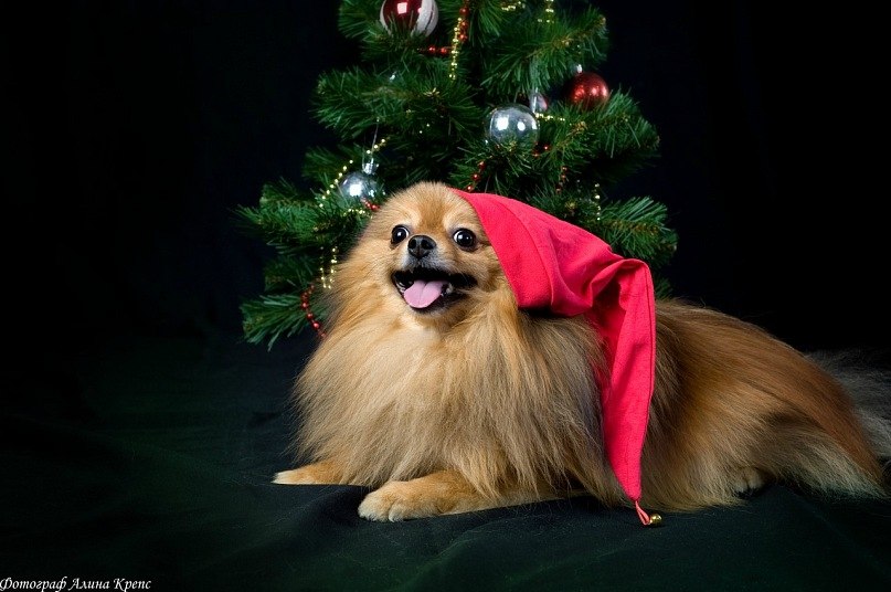 Симба Шпиц фотография #19