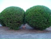 Фотография Кузьминская(чецкая) Ольги