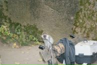 Софья Романенко фотография #42 (источник - https://vk.com/id10241677)