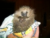 Фотография Шебашовой Насти