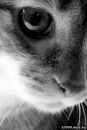 Фотография Григоренко Елены