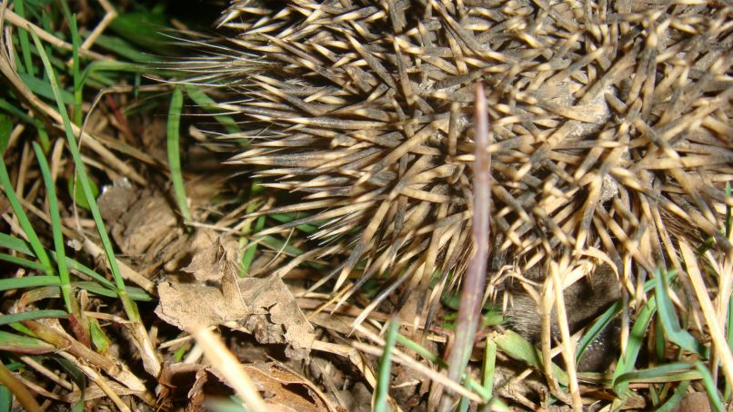 Добрый Ёжик фотография #19