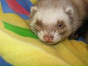 Фотография Ромашкиной Dvj