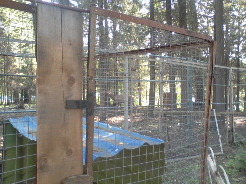 Виктор Крутиков фотография #48