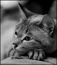 Фотография Коваленко Ани