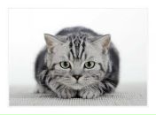 Фотография Беляшевой Натальи