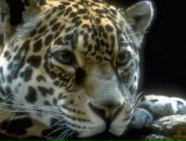 Олександр Воєвуцький фотография #1