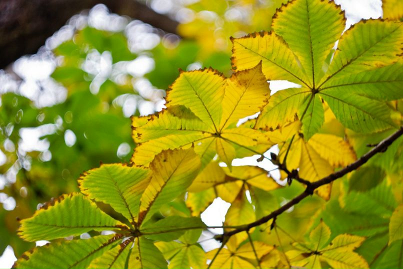 Антон Девяткин фотография #31