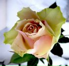 Фотография Каяян Екатерины