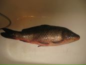 Сергій Бегас фотография #3 (источник - https://vk.com/id19778069)