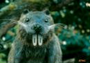 Beaver :) фотография #4 (источник - https://vk.com/id103238025)