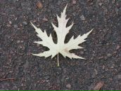 Павло Балтаєв фотография #23 (источник - https://vk.com/id5781749)