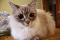 Фотография Гандабеско Карины