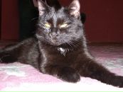 Фотография Магомедова Максима