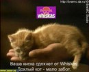 Ярослав Іванов фотография #4 (источник - https://vk.com/id165297229)