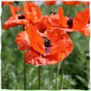 Фотография Кадонцевой Надежды