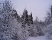 Фотография Комиссарова Дмитрия