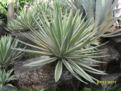 Фотография Lira Li-Ra