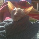 Kovaleva Kovaleva фотография #19 (источник - https://vk.com/id5241)