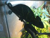 Иван Парухин фотография #18 (источник - https://vk.com/id232309)