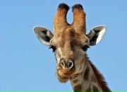 Фотография Киселева Николая