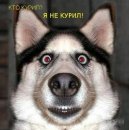 Сергій Осташевсъкий фотография #9 (источник - https://vk.com/id12112262)