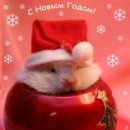 Софія Гірняк фотография #48 (источник - https://vk.com/id16446386)