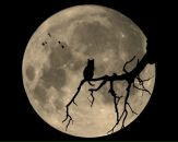 Фотография Алексиной Алёны