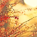 Софія Гук фотография #22 (источник - https://vk.com/id156376236)