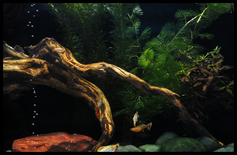 Евген Печенкин фотография #4