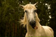 Фотография Шаркуновой Ольги