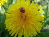 Мальвіна Матвеєва фотография #46 (источник - https://vk.com/id154538249)