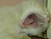 Віктор Попович фотография #33 (источник - https://vk.com/id120946305)