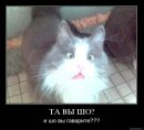 Олексій Діброва фотография #20 (источник - https://vk.com/id1771684)